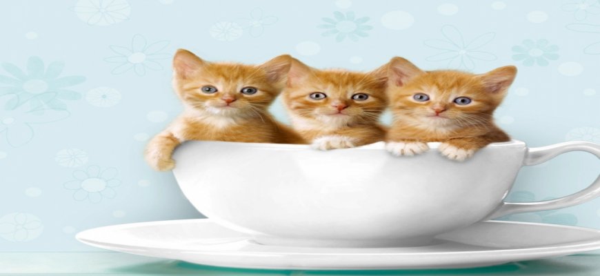 Kedilerde ishal ve Dikkat Edilmesi Gerekenler ait tanıtım resmi